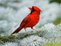 Juego Rompecabezas de Aves en línea