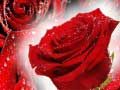 Juego Rosas rojas en línea