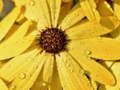 Juego Rompecabezas de Pétalos de Flores y Gotas de Lluvia en línea
