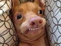 Juego ¿Qué perro meme eres? en línea