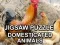 Juego Puzzle de Jigsaw Animales Domesticados en línea