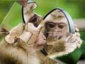 Juego Rompecabezas de Chimpancé en línea