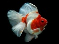 Juego Puzzle de Pescado Dorado en línea