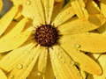 Juego Rompecabezas de Pétalos de Flores y Gotas de Lluvia en línea