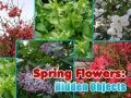 Juego Flores de Primavera: Objetos Ocultos en línea