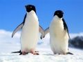 Juego Rompecabezas Pingüino en línea