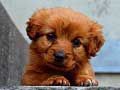 Juego Puzzle de Cachorro en línea