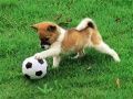 Juego Rompecabezas de cachorro juguetón al aire libre en línea