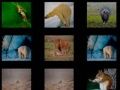 Juego Memoria Animal en línea
