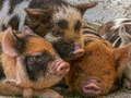 Juego Puzzle de Piglet en línea