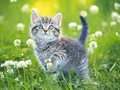Juego Rompecabezas de gatitos en línea