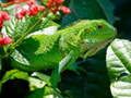 Juego Iguana Salvaje en línea
