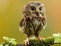 Juego Estrellas Ocultas de Animales en línea