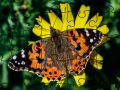 Juego Rompecabezas: Primavera en línea