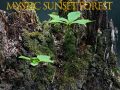 Juego Bosque místico al atardecer en línea Juego Bosque místico al atardecer en línea
