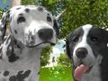 Juego Simulador de Perros 3D en línea