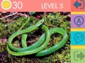 Juego Quiz de 15 Imágenes en línea