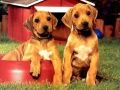 Juego Rompecabezas de Parejas de Cachorros en línea