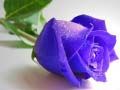 Juego Rosas azules en línea