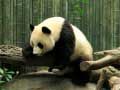 Juego Rompecabezas de Pandas en línea
