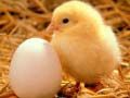 Juego Rompecabezas de adorables criaturas pequeñas en línea