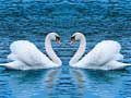 Juego Deslizamiento de cisnes en línea