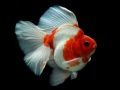 Juego Puzzle de Pescado Dorado en línea