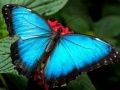 Juego Rompecabezas de Naturaleza Mariposa en línea