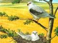 Juego Rompecabezas Aves de Presa en línea