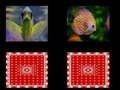 Juego memoria de peces en línea