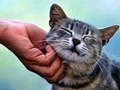 Juego Gato Cosquilloso en línea