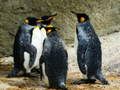 Juego Rompecabezas Rey Pingüino en línea