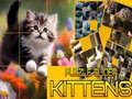 Juego Rompecabezas de Gatos Deslizantes en línea Juego Rompecabezas de Gatos Deslizantes en línea