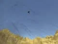 Juego Tirador de Tucán en línea Juego Tirador de Tucán en línea