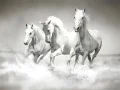 Juego Rompecabezas de caballos en línea