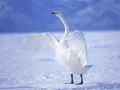 Juego Cisnes Graciosos en línea