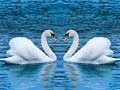 Juego Deslizamiento de cisnes en línea