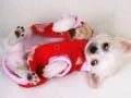 Juego Deslizamiento de Cachorro Adorable en línea