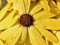 Juego Rompecabezas de Pétalos de Flores y Gotas de Lluvia en línea