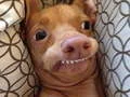 Juego ¿Qué perro meme eres? en línea