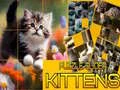 Juego Rompecabezas de Gatos Deslizantes en línea Juego Rompecabezas de Gatos Deslizantes en línea