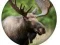 Juego Cuestionario de Animales en línea