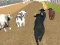 Juego Carreras de Toros Enfurecidos en línea