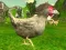 Juego Tirador de pollos en línea