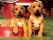 Juego Rompecabezas de Parejas de Cachorros en línea