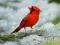 Juego Rompecabezas de Aves en línea