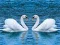 Juego Deslizamiento de cisnes en línea