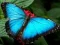 Juego Rompecabezas de Naturaleza Mariposa en línea