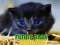 Juego Animales Bebés Divertidos en línea Juego Animales Bebés Divertidos en línea