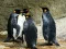Juego Rompecabezas Rey Pingüino en línea